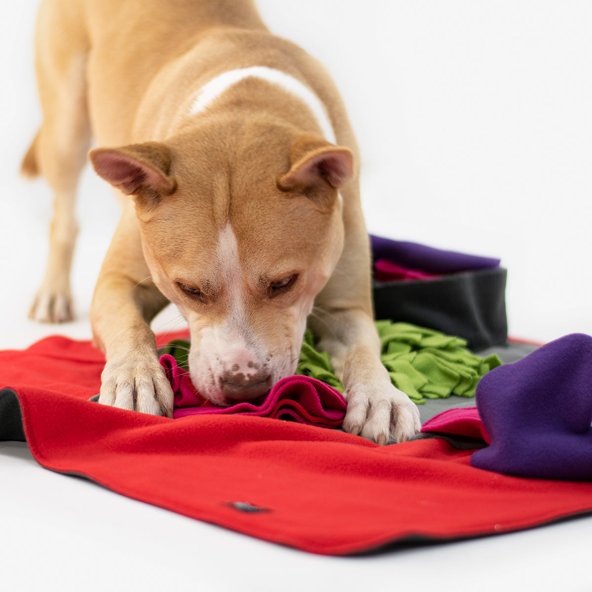 Der erste Schnüffelspaß – Tipps für Hunde, die ihr erstes Schnüffelprodukt entdecken