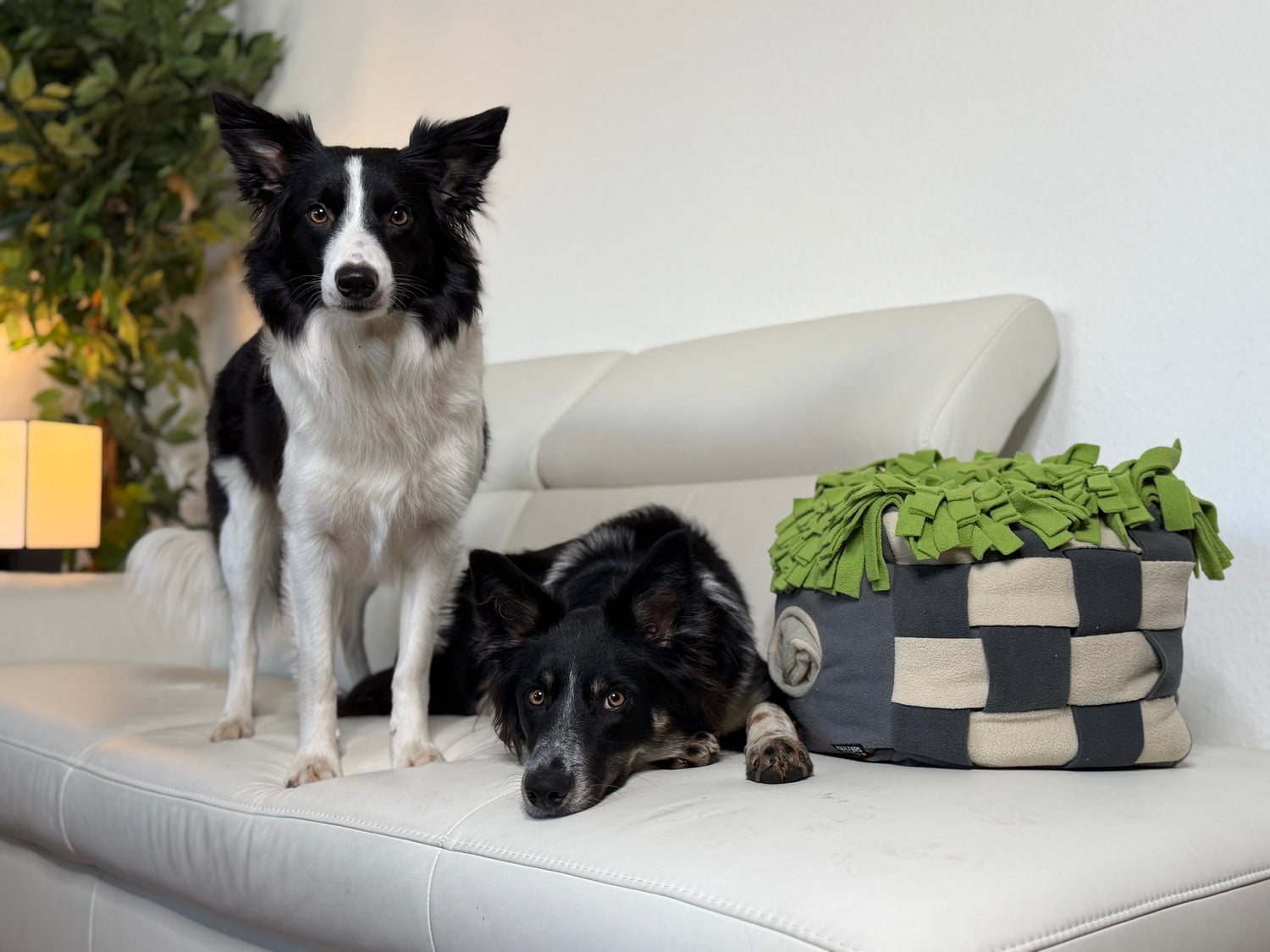Hitze-Alarm: So lastest du deinen Hund bei hohen Temperaturen gesund & artgerecht aus
