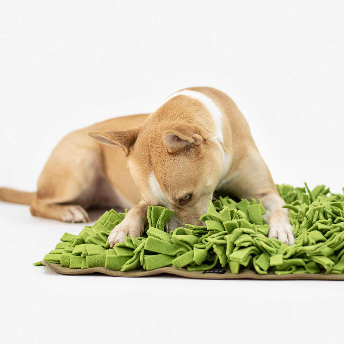 SCHNÜFFELRASEN® mit leichten Farbdifferenzen