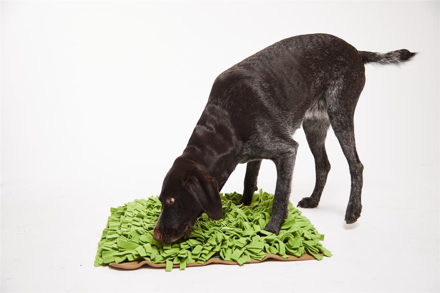 SCHNÜFFELRASEN® mit leichten Farbdifferenzen