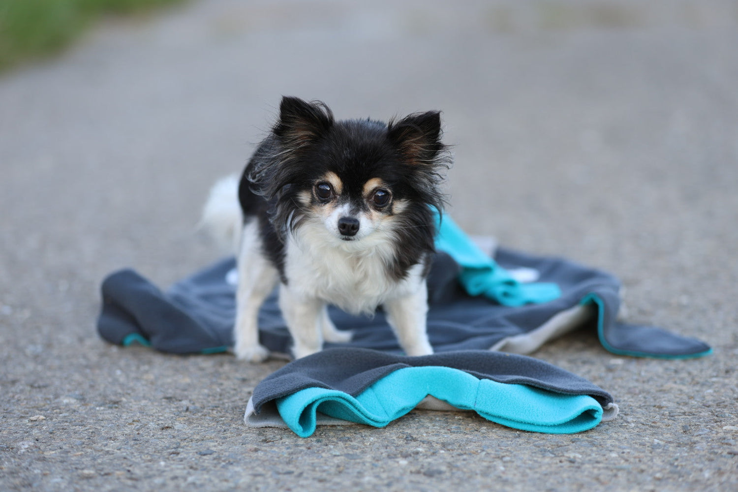 Kleiner Hund, mit ganz viel Köpfchen.
