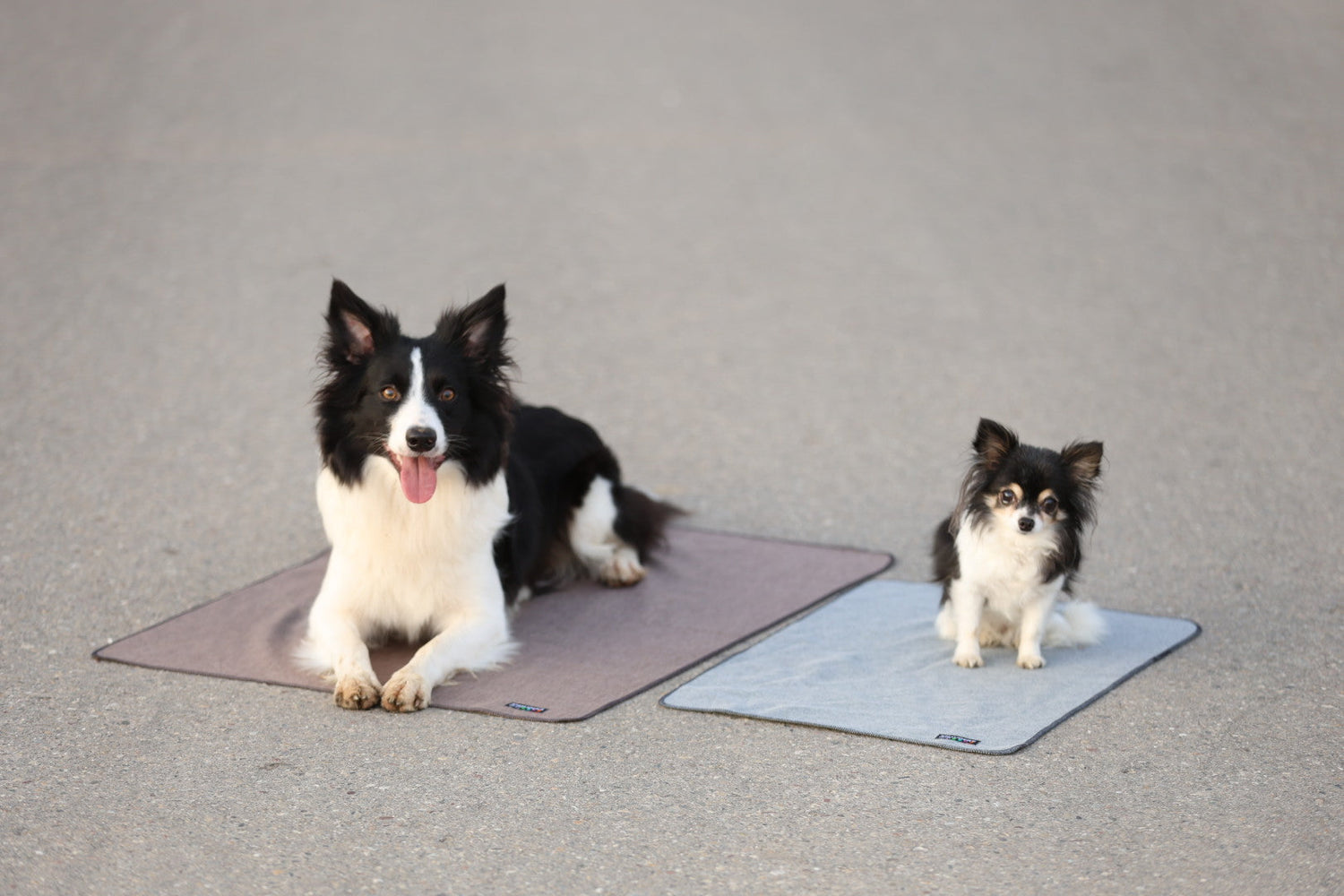 Shelly – die Hundedecke, die einfach immer dabei ist