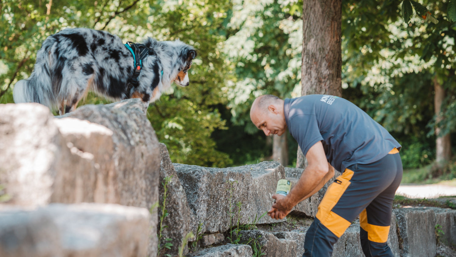 Warum Schnüffeln für Hunde so wichtig ist
